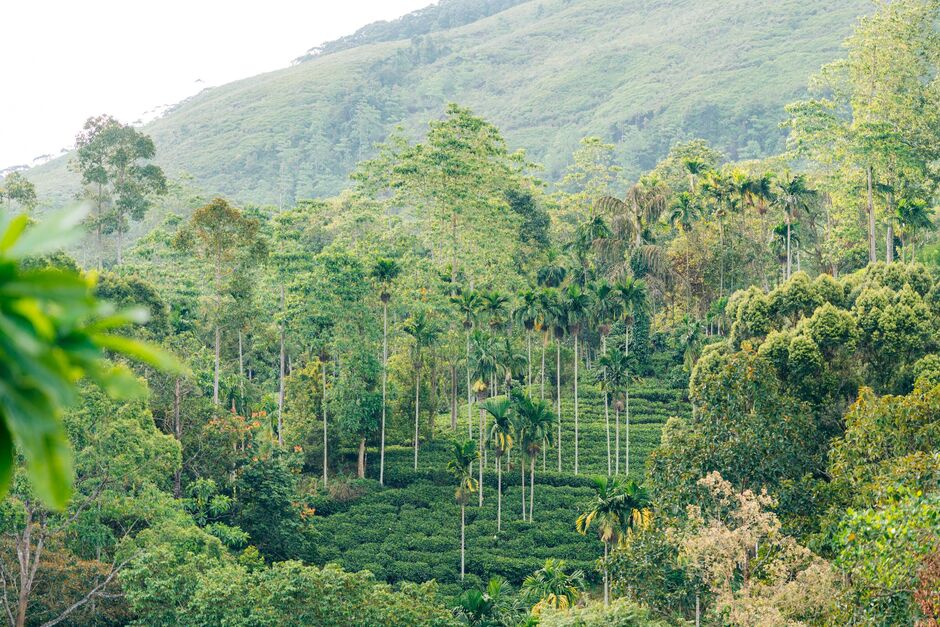 Sri Lanka tea plantation on a hillside. Lush greenery.