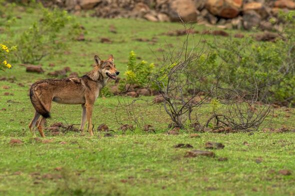 Indian Grey Wolf Canis lupus pallipes in grass land of Bhigwan