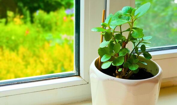 Picture of basil sitting on a windowsill