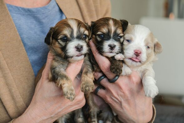 Hands holding a three Bichon havanais puppies.
