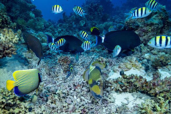 Red Sea's wonderful colourful coral reefs