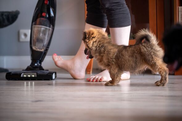 Vacuuming with a dog.