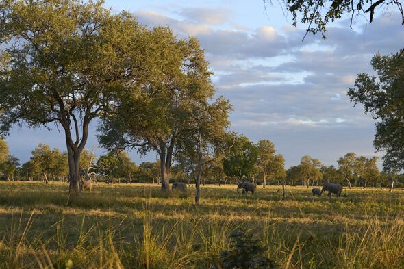 African Elephant in Luangwa Valley