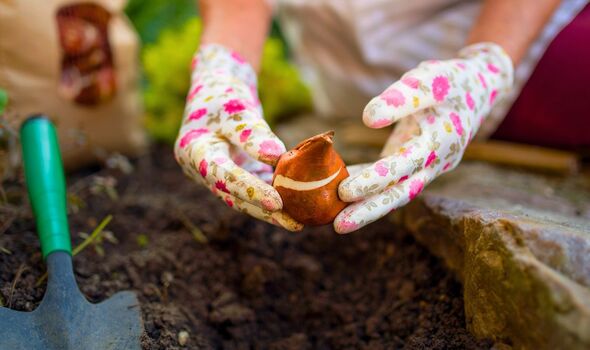 Picture of a gardener planting a tulip bulb