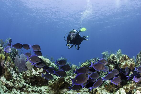 Scuba diver and reef with schooling blue tangs (Acanthurus coeruleus), underwater view