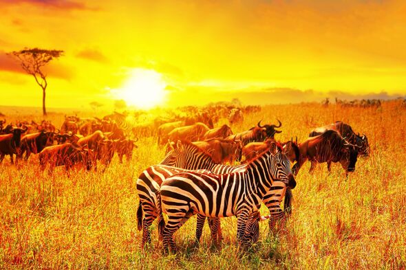 Zebra and wildebeests group with amazing sunset in african savannah. Serengeti National Park, Tanzania. Wild nature african landscape and safari conce