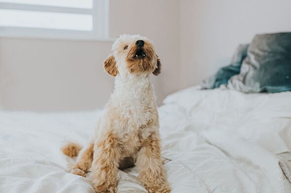 Cute sandy coloured miniature poodle.