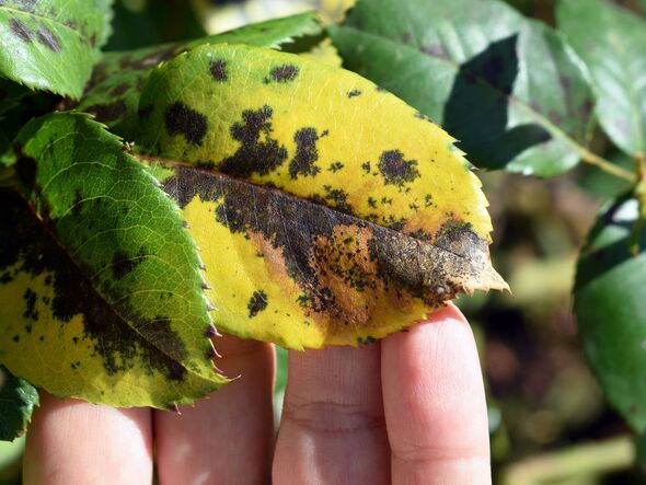 Woman's hand showing rose leaf with symptoms of fungal disease