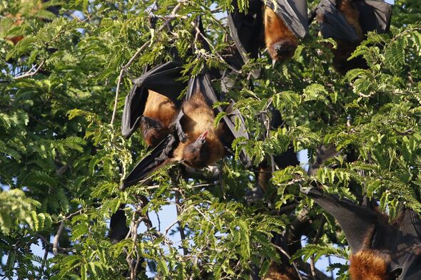 Great Indian Fruit Bat