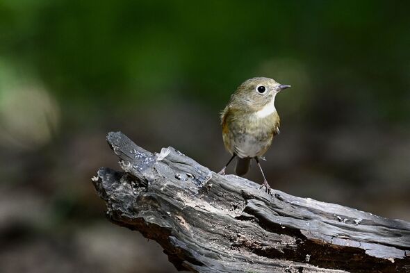TAIWAN-ANIMAL-BIRD