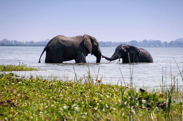 Two African elephants bathing in the Shire River in Liwonde National Park,Malawi