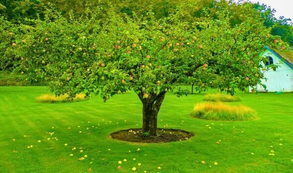 Picture of apple tree in a garden
