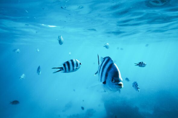 Diving With Fishes on Mnemba Island