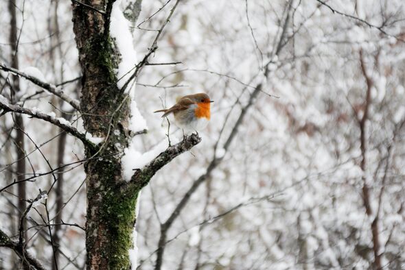 Robin sitting in a tree, Brecon Beacons National Park, Powys, Wales, UK