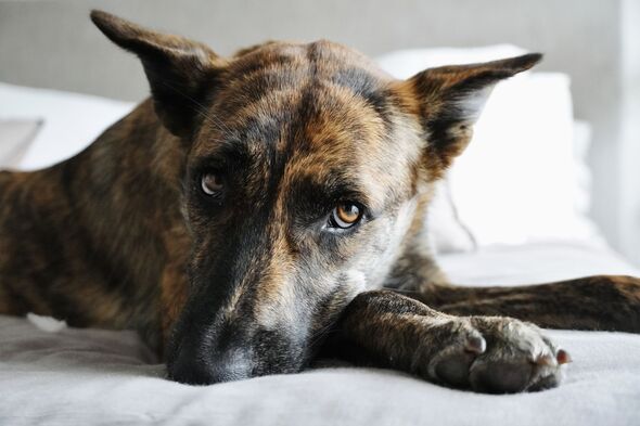 Senior Mixed Breed Dog with Melancholic Expression and Brindle Coat Lying on White Bedding - Intimate Pet Portrait