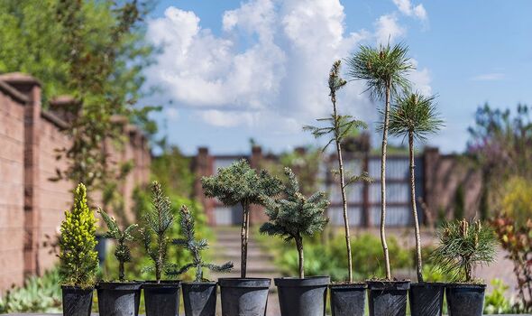 Small pine trees