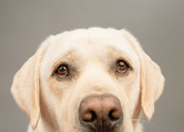 Close-up portrait of a sad cream english labrador retriever dog in front of a grey background