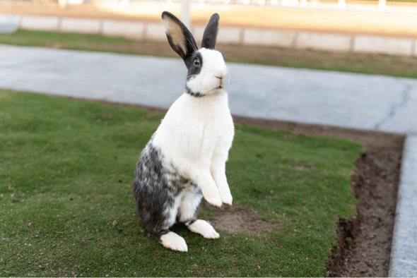 One of the many rabbits at Magawish-Suites-Villas