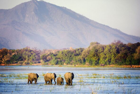 Elephants Traveling Through the Zambezi River in Mana Pools, Zimbabwe
