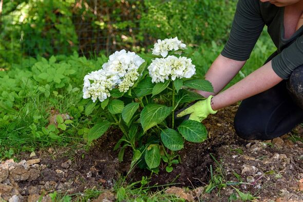 Woman tending to hydrangea plant