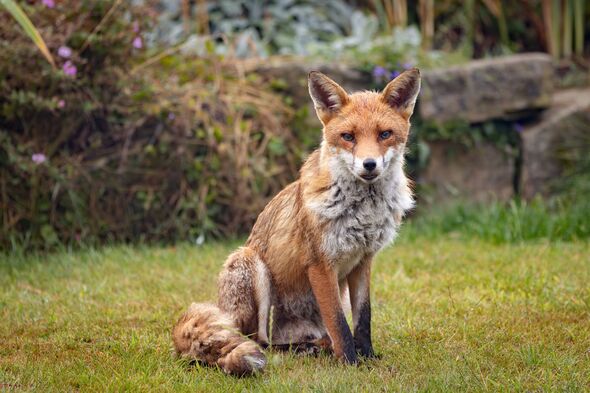 Adult male red fox in urban UK garden, looking at camera
