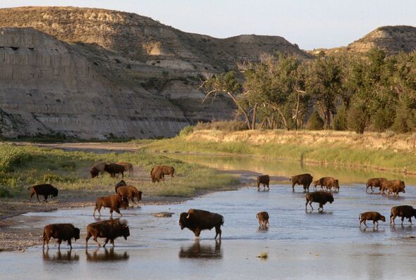 Bison wade in a river in Theodore Roosevelt National Park, North Dakota