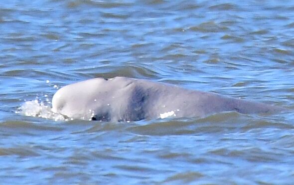 Beluga Whale in Thames