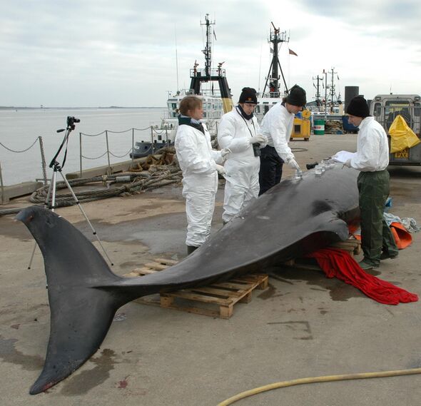 Post-mortem at Gravesend on the Northern Bottlenose Whale