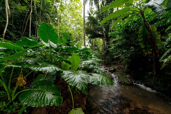 Jungle of Sao Tome and Principe