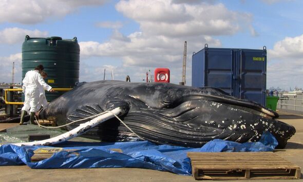 Dead Humpback Whale found near Dartford Bridge