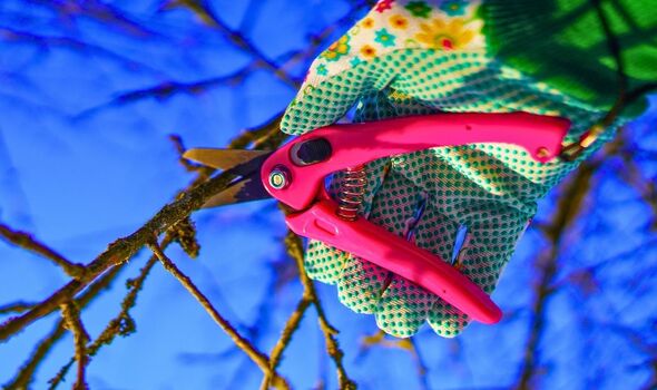 Picture of someone pruning a apple tree