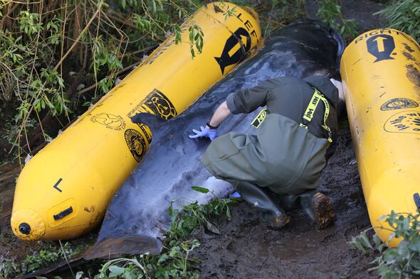 The baby Minke Whale stuck in the Thames near teddington lock
