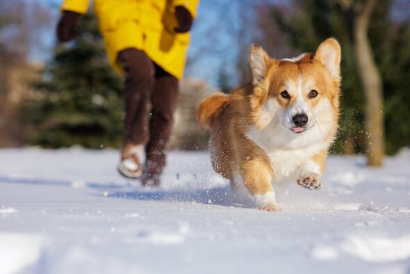 Corgi Running Through Snow Toward Camera During Winter Training Walk with Owner