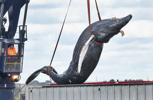 The carcass of 'Hessy' the Humpback Whale being lifted out of the Thames