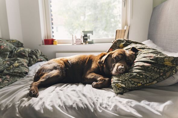 labrador dog lying on its owner's bed