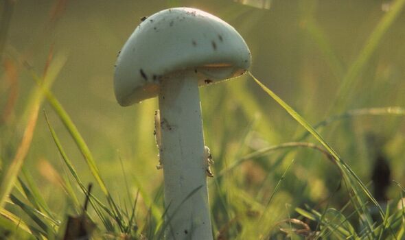 Death cap