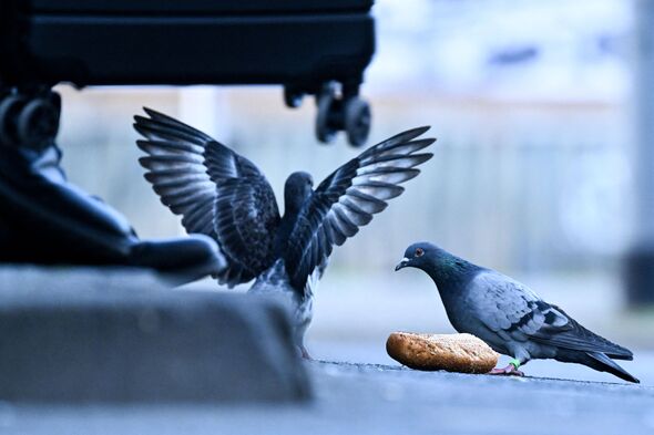 Pigeons on a street eating bread