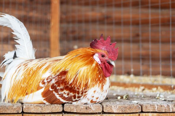 A brown and white rooster with a red crest on its head