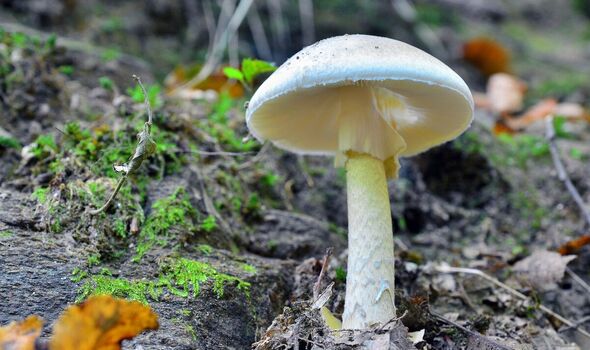 Death cap mushroom