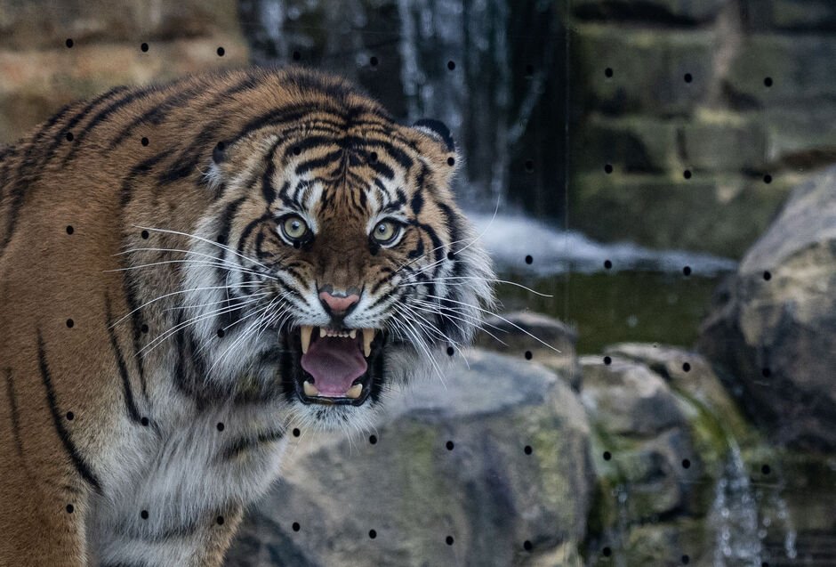 A female Sumatran Tiger snarls in its new enclosure at Berlin's Zoologischer Garten zoo