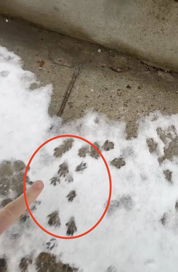 An image displays a snowy landscape with multiple paw prints visible in the snow. A red circle highlights a specific set of paw