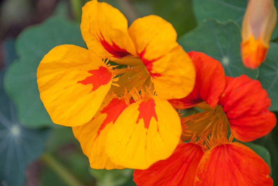 orange and yellow Nasturtiums