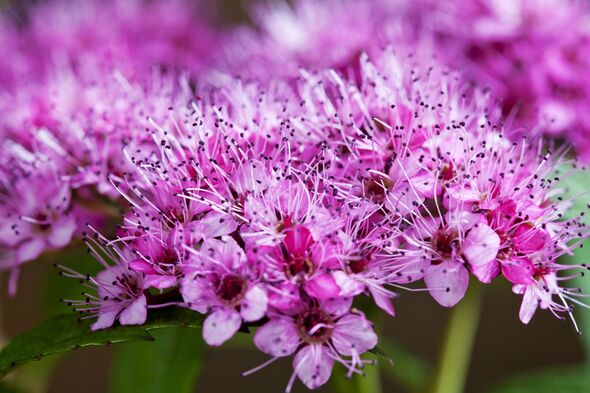 Japanese meadowsweet[, Spiraea japonica, close up