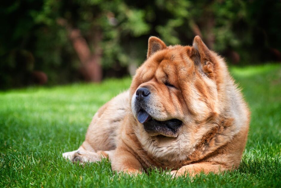 Chow Chow's blue-black tongue