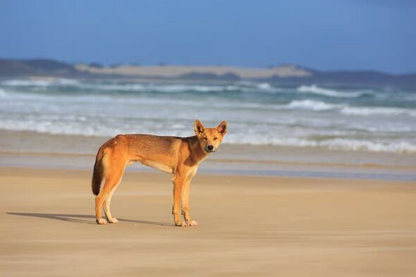 A Dingo on K'gari beach (file image)
