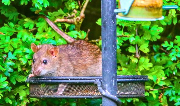 Picture of a rat climbing a birdfeeder