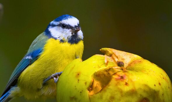 Picture of a bird with a apple