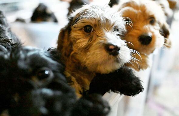 The adorable pups have been vaccinated and mirco-chipped.