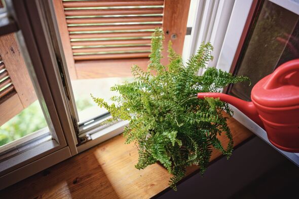 Indoor fern thriving by window with watering can on wooden sill during daylight