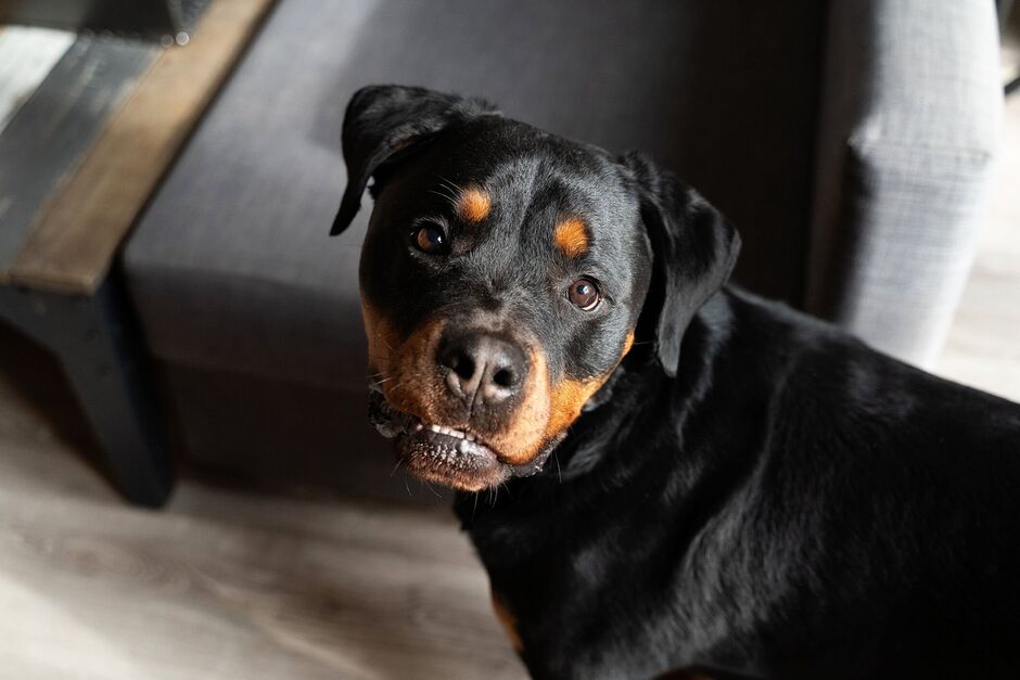 Rottweiler